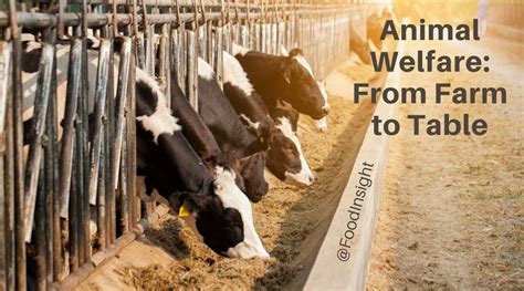 The Importance of Animal Welfare in Livestock Farming